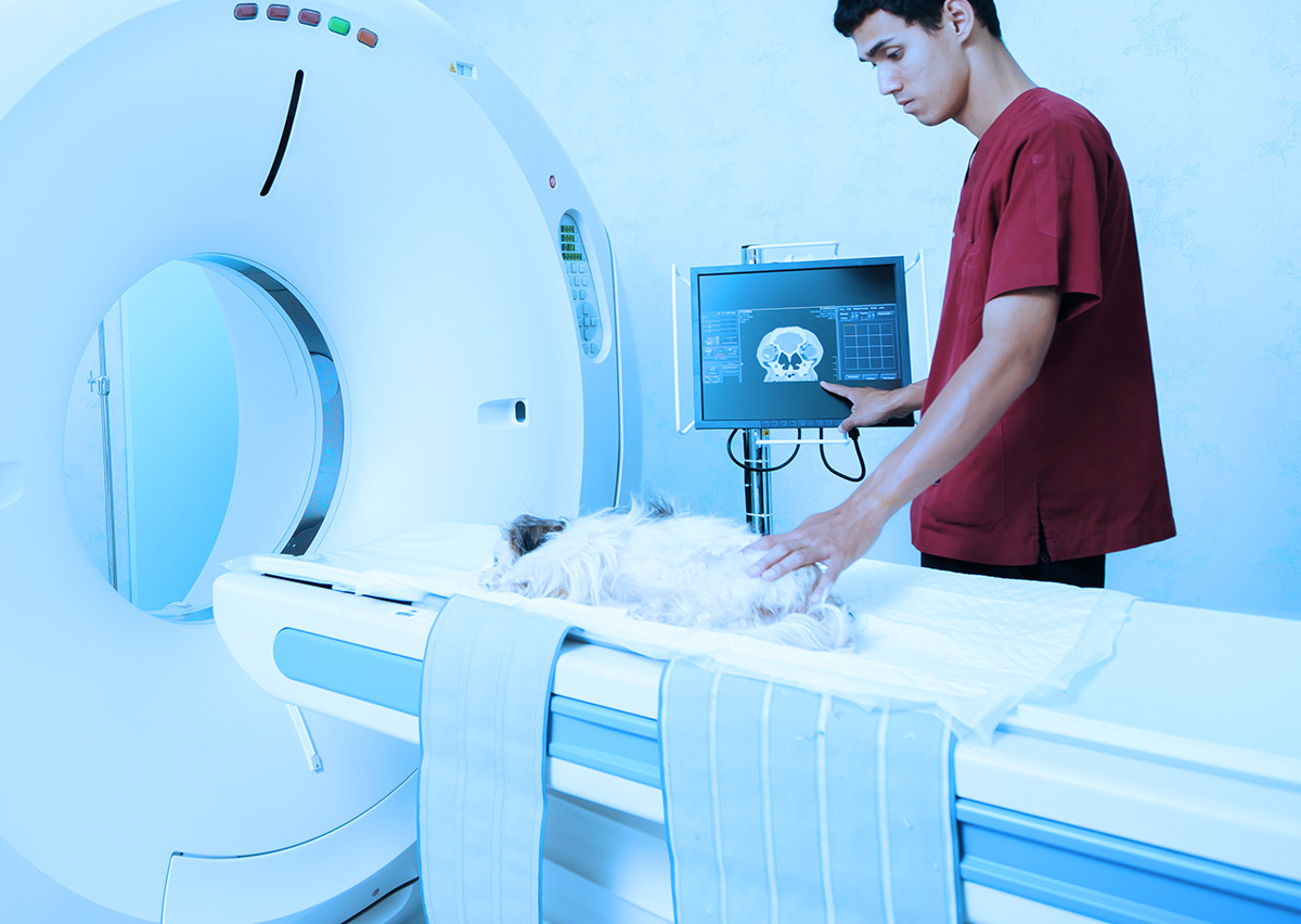 CT and MRI Veterinary Machines